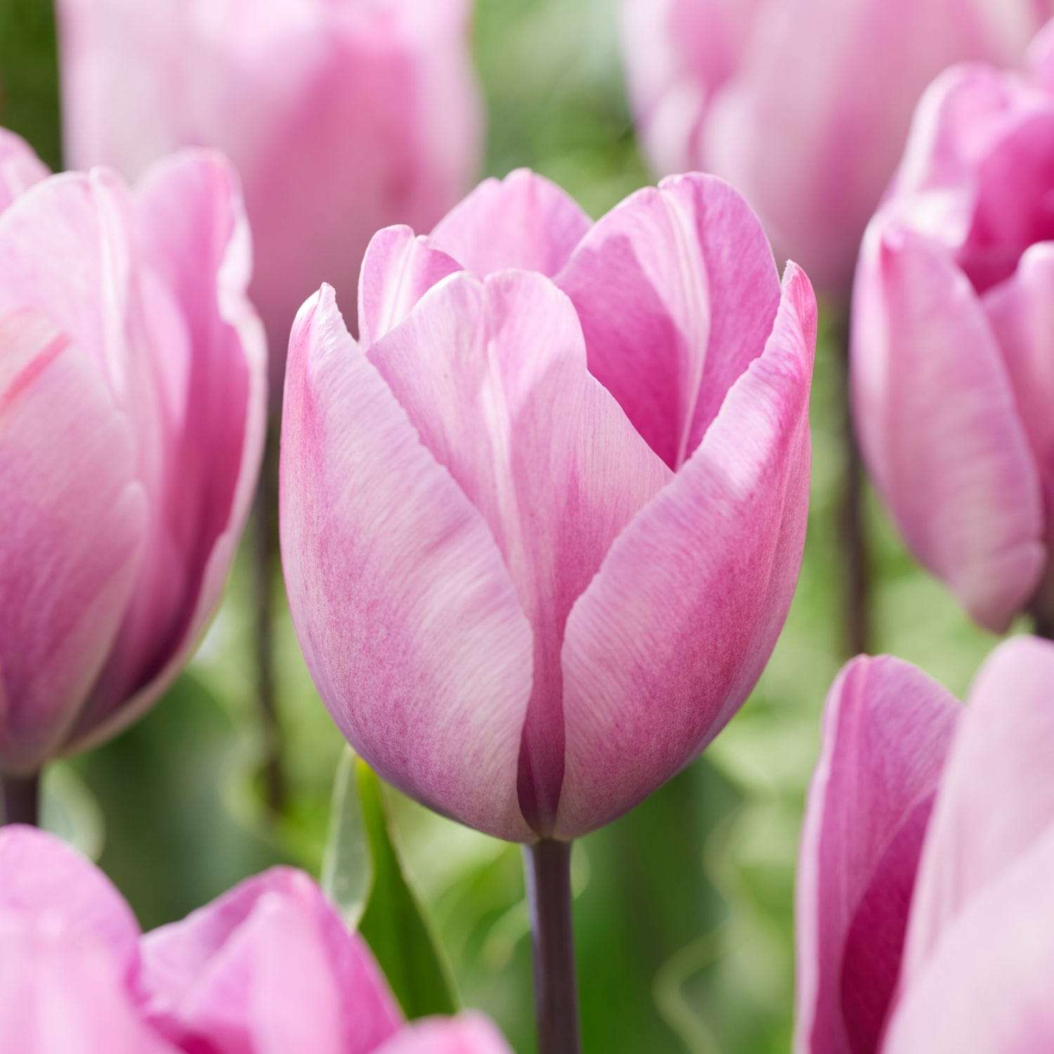 Tulipan 'Jacuzzi'